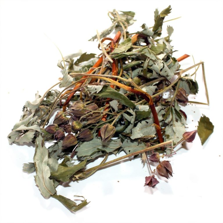 Сабельник болотный: полезные, лечебные свойства и противопоказания ...